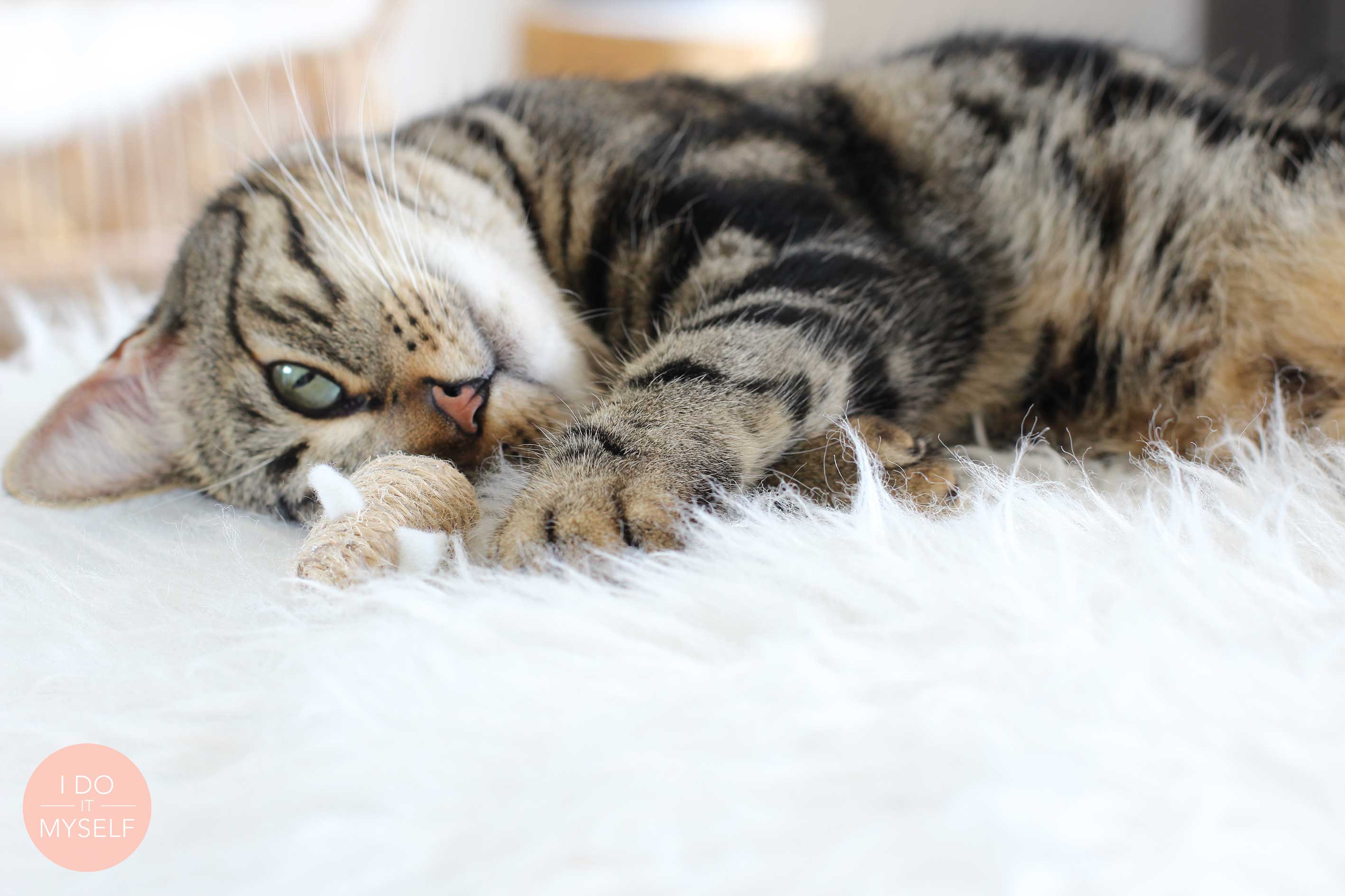 DIY pour chat