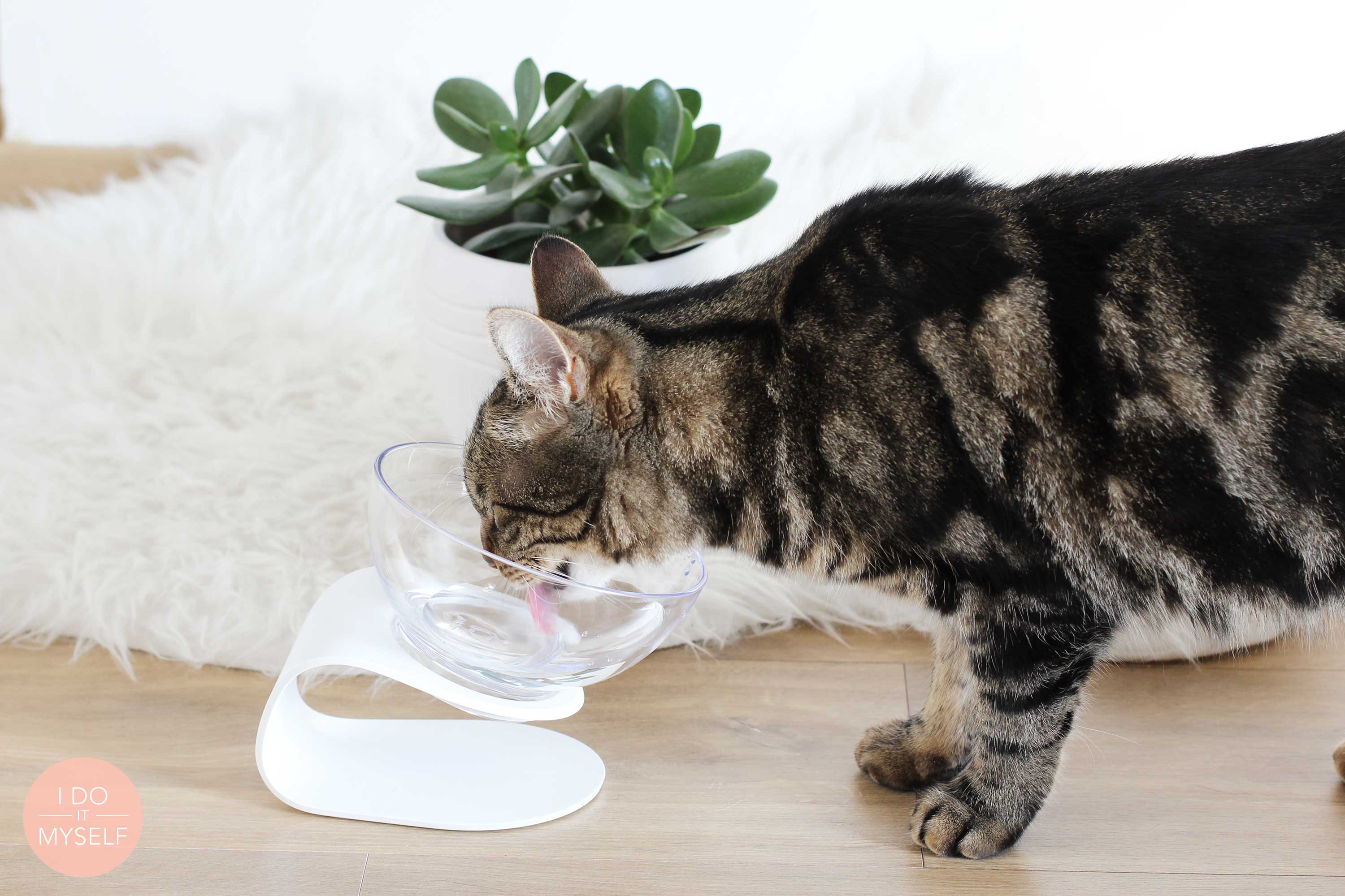 Pidan studio cat design