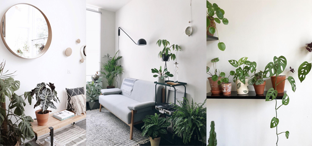 inspiration plantes